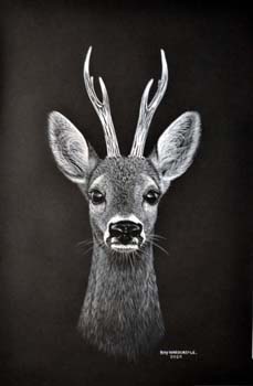 Roe deer 1